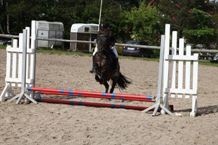 Anden særlig race Oskar - stævne foto mollie
:) <3  billede 4