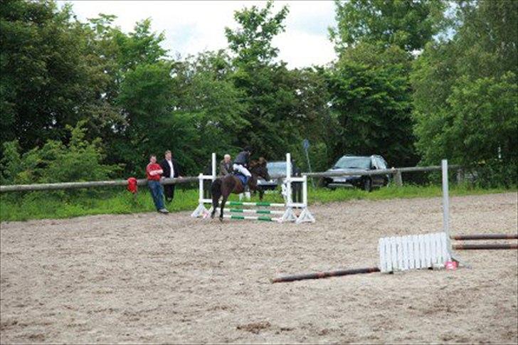 Anden særlig race Oskar - foto mollie
 billede 5