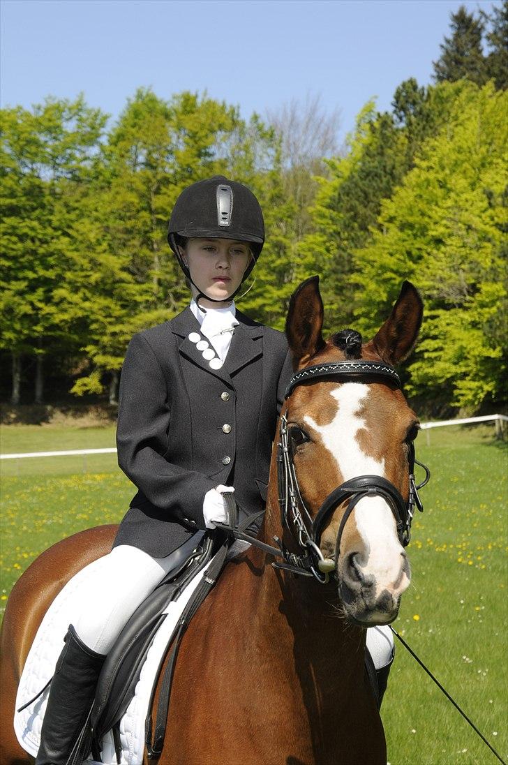 DSP Toftegårdens Apachie billede 11