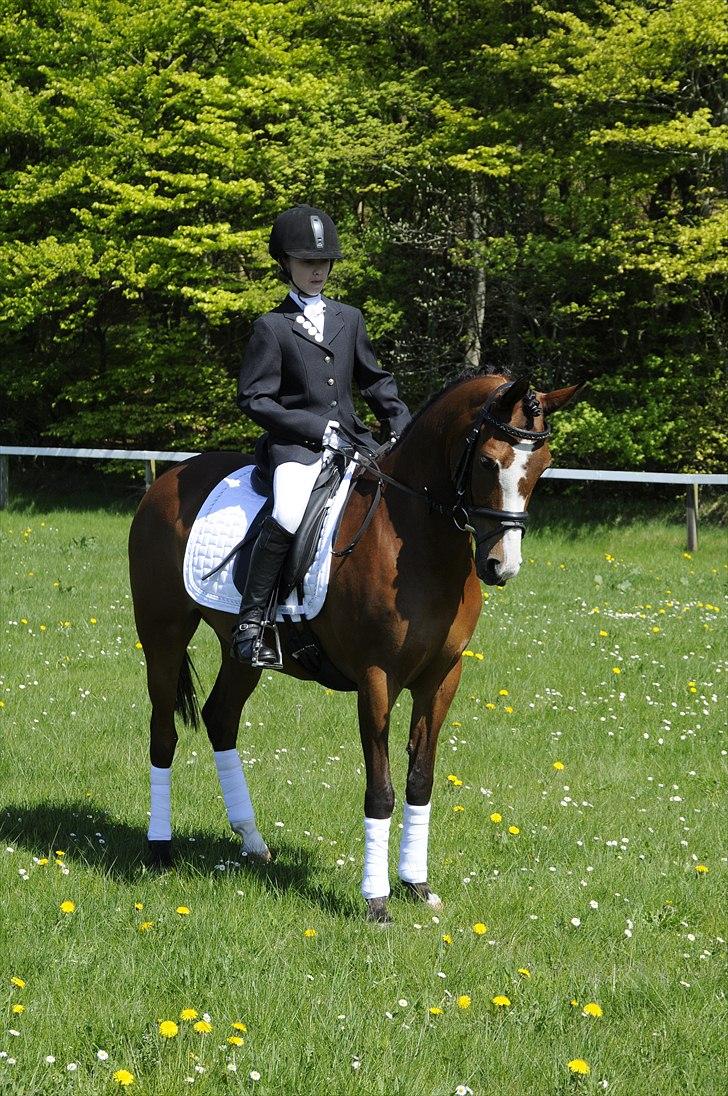 DSP Toftegårdens Apachie billede 12