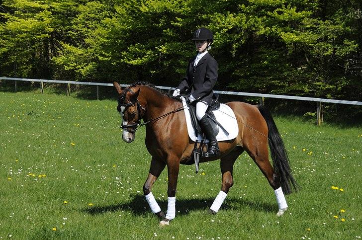 DSP Toftegårdens Apachie billede 13