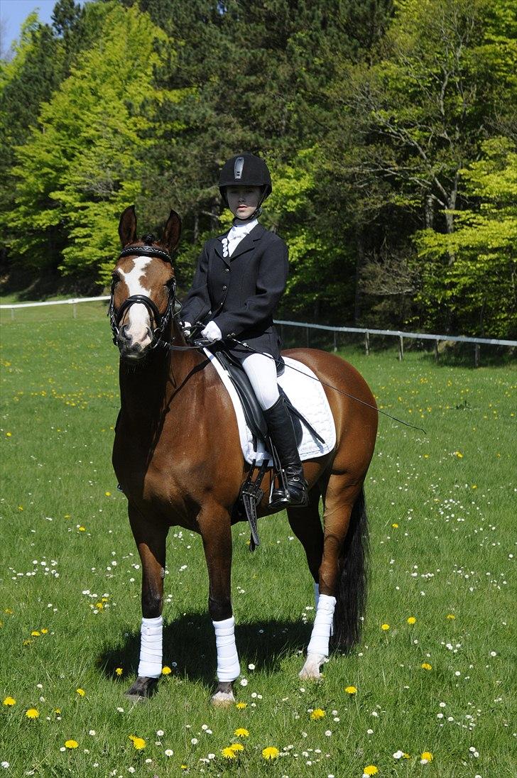 DSP Toftegårdens Apachie billede 14