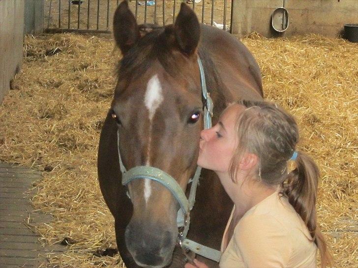 Welsh Partbred (Sec F) Marieton's Silvy<3. - jeg elsker dig!*-;<3<3. billede 1