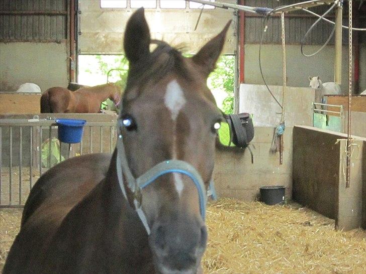 Welsh Partbred (Sec F) Marieton's Silvy<3. - halløj!d-;<3.
 billede 4