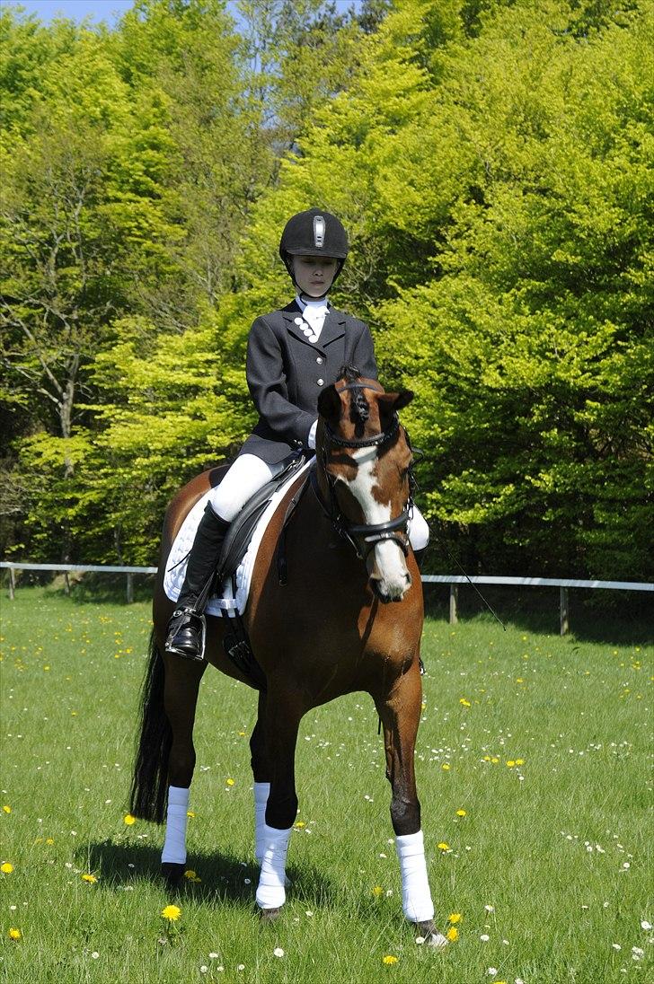 DSP Toftegårdens Apachie billede 15