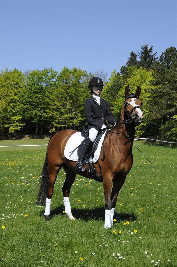 DSP Toftegårdens Apachie billede 16