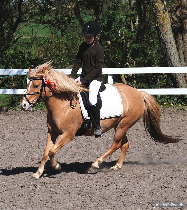 Anden særlig race smørblomst<3 savnes!(solgt) - stævne 2011 :) billede 2