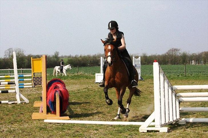 Anden særlig race Sussie *My one and only* - Prinsessen's første gang :-D Foto: Berit Krintel billede 13