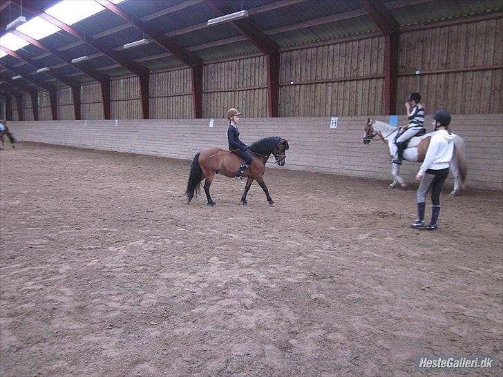 Welsh Mountain (sec A) Jolly Jumper  - 15 ♥ Mig og Jolly Dressur
Dygtig det er han!
Billede er fra maj 2011
[ Foto: Rikke ] ♥ billede 15