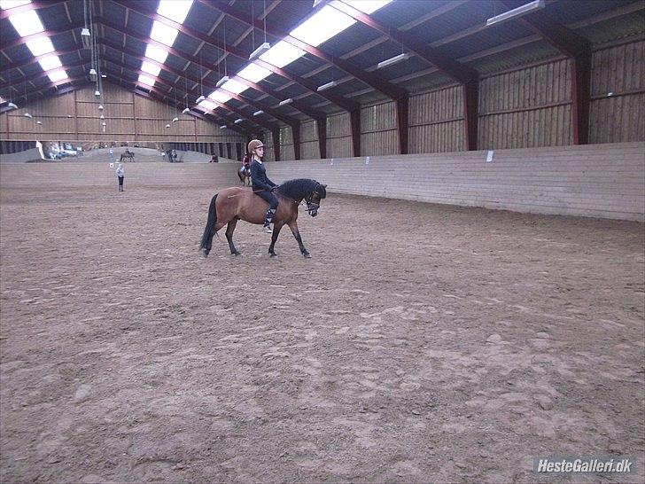 Welsh Mountain (sec A) Jolly Jumper  - 10 ♥ Mig og Jolly dressur 
Efter masse hårdt arbejde er det lykkes at få jolly til at kunne gå utrolig godt stolt af dig basse!!♥
Billede er fra maj 2011
[ Foto: Rikke ] ♥
 billede 10