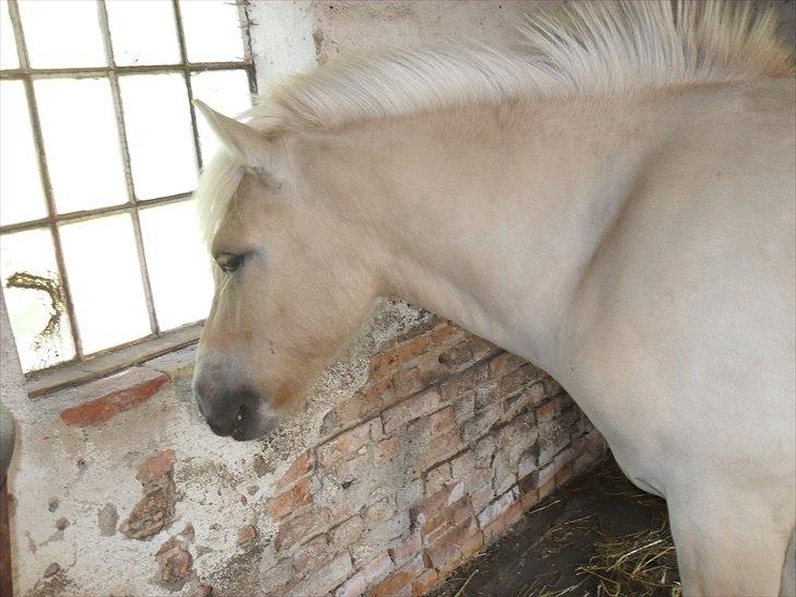 Fjordhest Orion (Solgt :-'(<3...) - smukke<3 billede 1