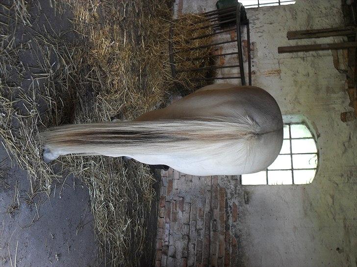 Fjordhest Orion (Solgt :-'(<3...) billede 8