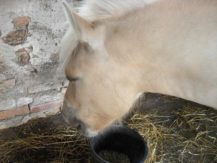 Fjordhest Orion (Solgt :-'(<3...) billede 2