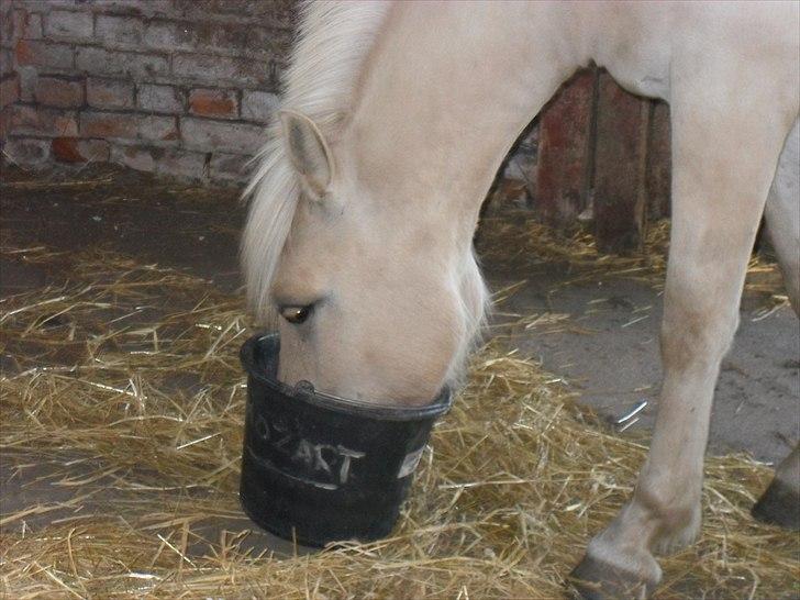 Fjordhest Orion (Solgt :-'(<3...) billede 3