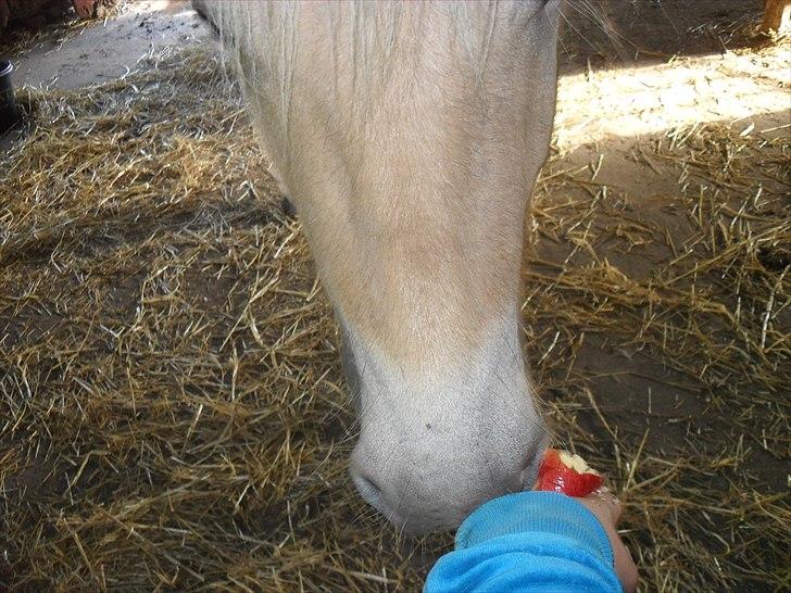 Fjordhest Orion (Solgt :-'(<3...) - Nam nam æble<3 billede 4