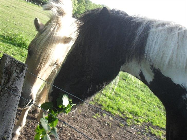 Fjordhest Orion (Solgt :-'(<3...) - står og hygger med Harry billede 5