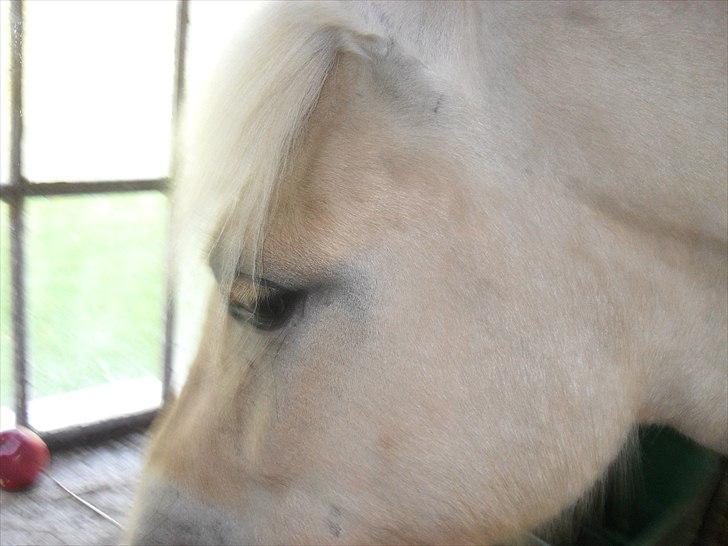 Fjordhest Orion (Solgt :-'(<3...) - smukke øje billede 6