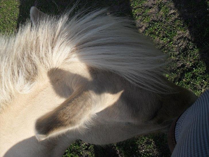 Fjordhest Orion (Solgt :-'(<3...) - Nærgående selvom jeg sidder på Harry<3 billede 7