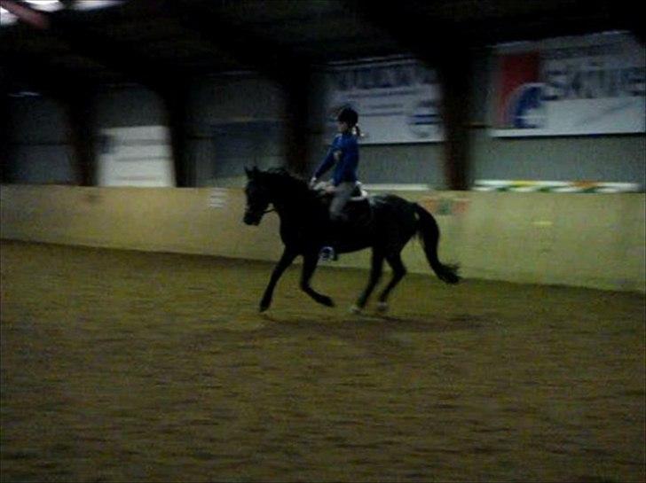 New Forest /Oldenborg BlackShadow - dressur - TAGET FRA FILM! <3  billede 15