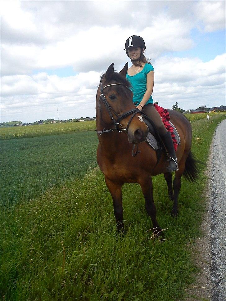 Anden særlig race bella R.I.P elskede hest billede 7