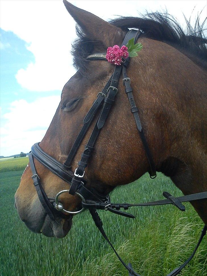 Anden særlig race bella R.I.P elskede hest billede 8