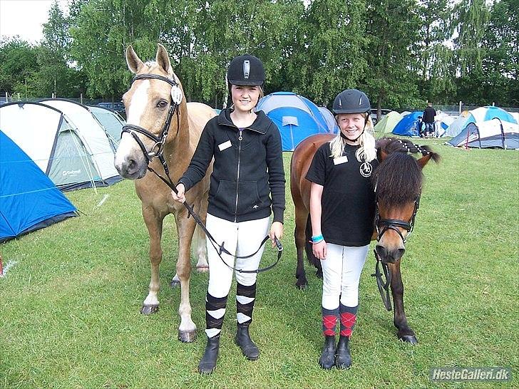 Anden særlig race Daisy billede 3