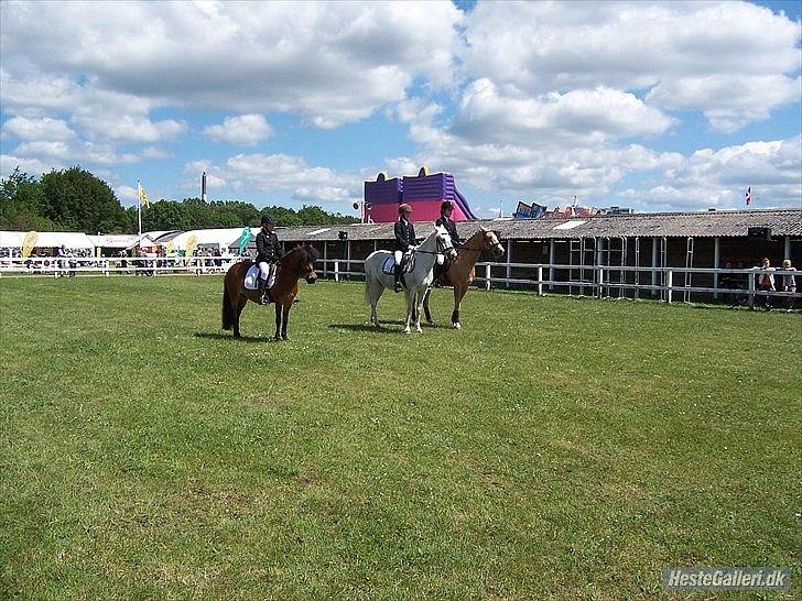 Anden særlig race Daisy - dressur på børnedyrskuet :) billede 5