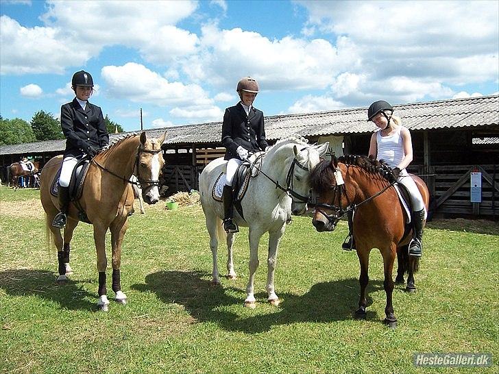 Anden særlig race Daisy billede 6