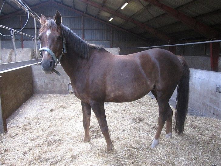 Welsh Partbred (Sec F) Marieton's Silvy<3. - Sålse!<3.
 billede 9