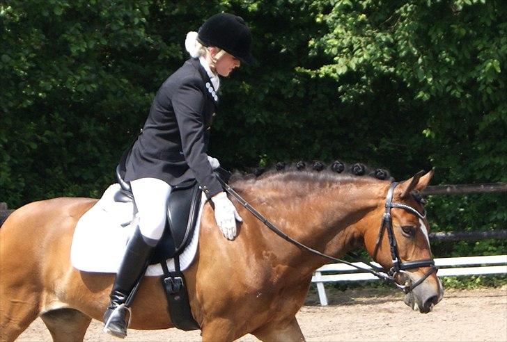 New Forest Majgårdens Apricot *Cody* billede 17