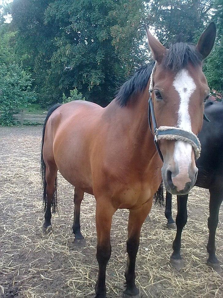 Oldenborg Møllestedets Highlight HIMMELHEST - Lige et nyt billede. Ikke særlig frisk. billede 8