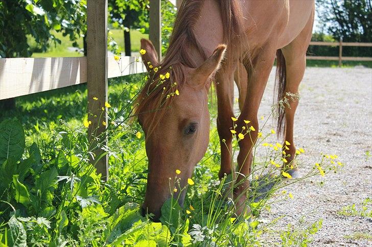 Anden særlig race Playboy billede 1