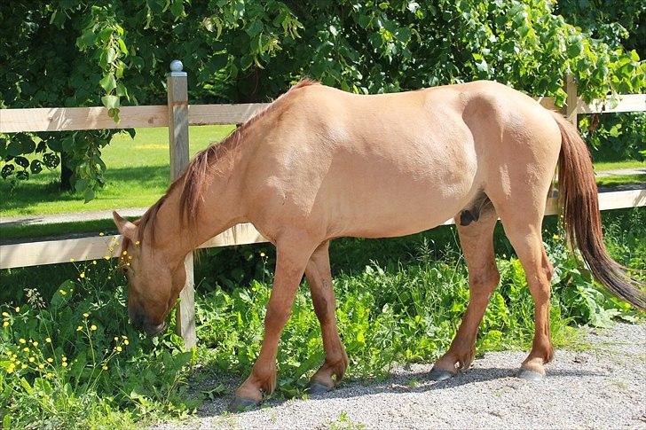 Anden særlig race Playboy billede 10