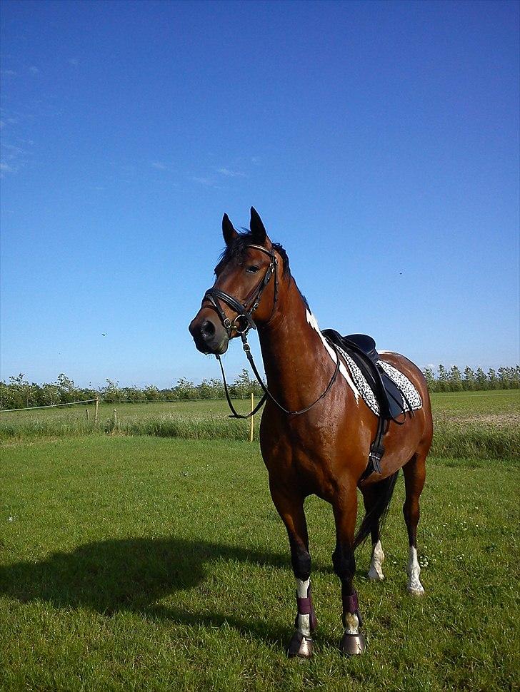 Anden særlig race Skovgaardens Nuqqie nudjive <3 - Billede 3.
 billede 3