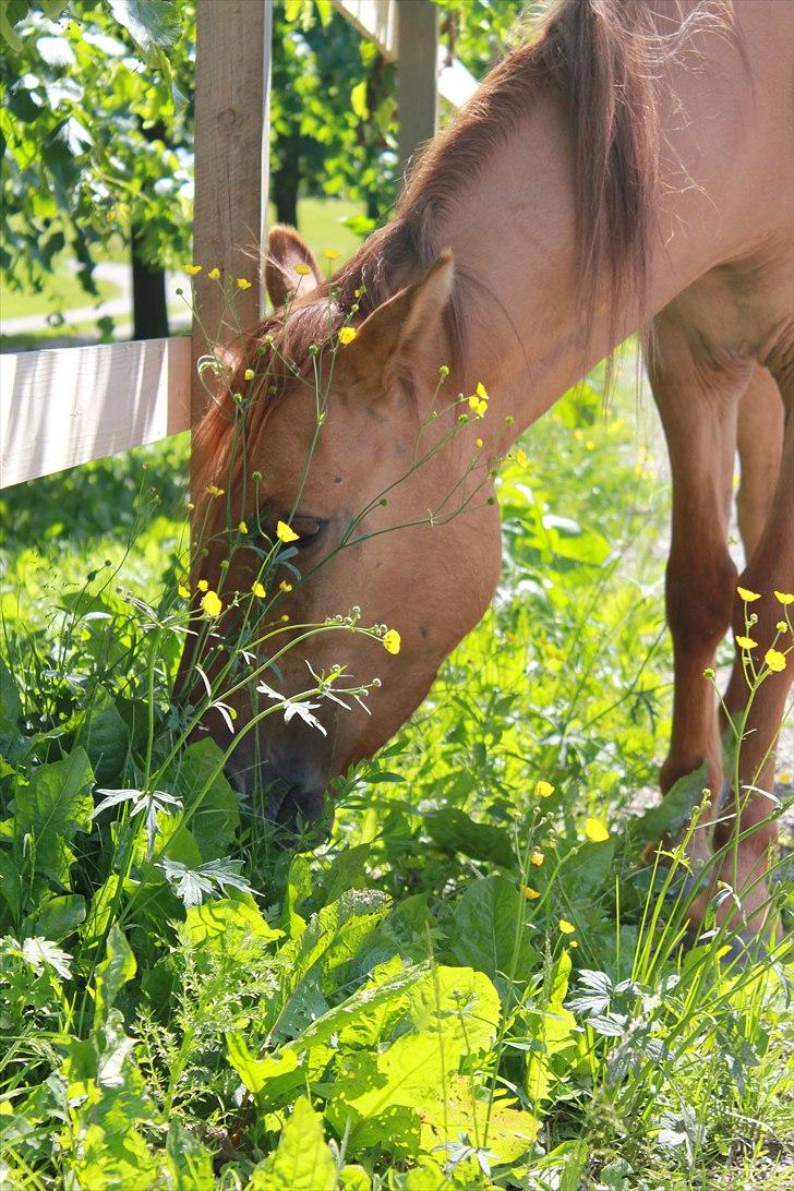 Anden særlig race Playboy billede 5