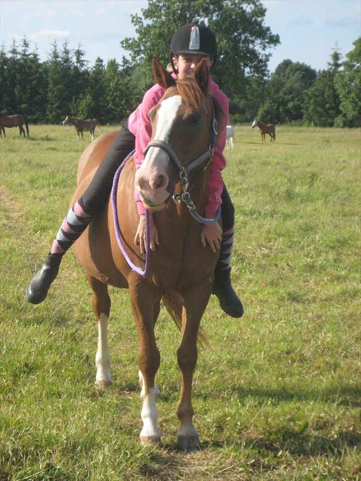 Anden særlig race Safi Rubin (SOLGT) - på folden med de andre heste<33 billede 14