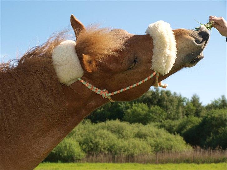 Gotlandsruss Arcus *Part* billede 11