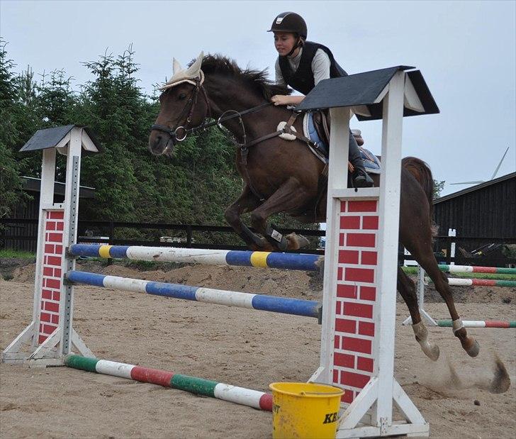 Tysk Sportspony Lindenbooms Patrizia(Amy) - Velkommen til Lindenbooms Patrizia (Amy) profil :D billede 2