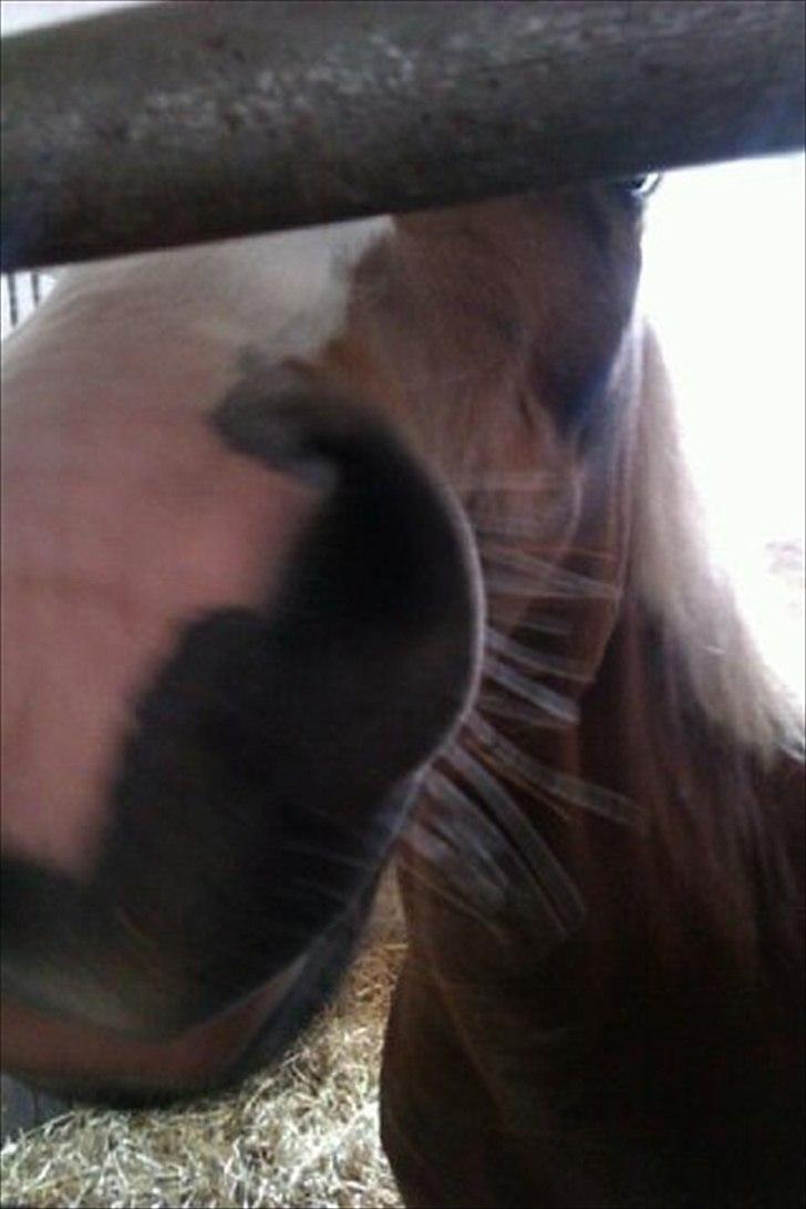 Welsh Pony af Cob-type (sec C)  Æblehavens Jacki Jarn - har jeg ikke en fin mule  billede 8