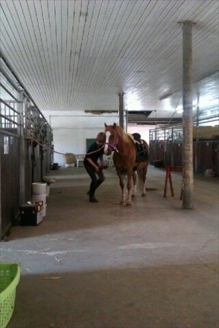 Welsh Pony af Cob-type (sec C)  Æblehavens Jacki Jarn billede 9