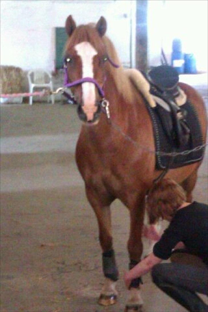 Welsh Pony af Cob-type (sec C)  Æblehavens Jacki Jarn billede 11