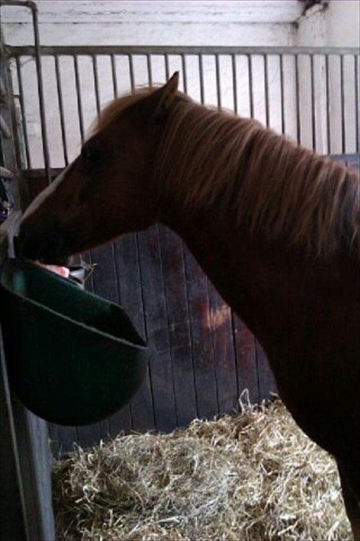 Welsh Pony af Cob-type (sec C)  Æblehavens Jacki Jarn billede 12