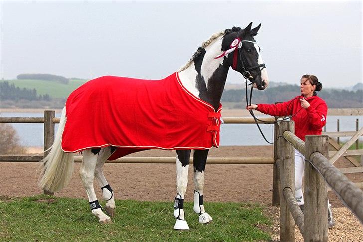 Pinto Armani PIH 108 - Armani efter han vandt titlen B.I.S til hingstedag i Viborg, her med et af sine vinder dækkener og sløjfer :) April 2011. billede 8