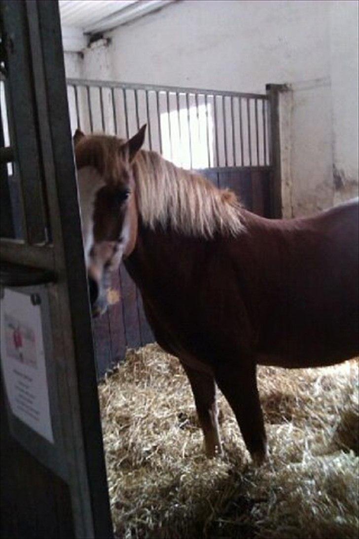 Welsh Pony af Cob-type (sec C)  Æblehavens Jacki Jarn billede 14