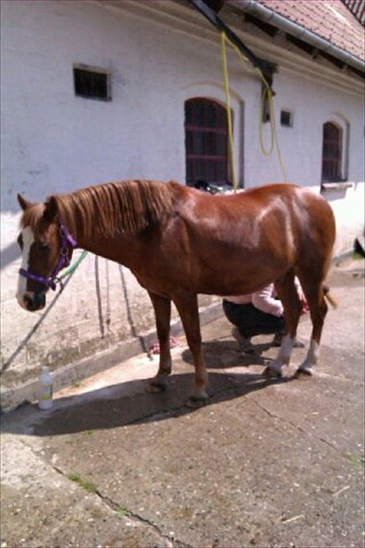 Welsh Pony af Cob-type (sec C)  Æblehavens Jacki Jarn - Jacki skulle i bad ikke så sjovt sydense han men han bliv da fin se hvor han skenner  billede 15