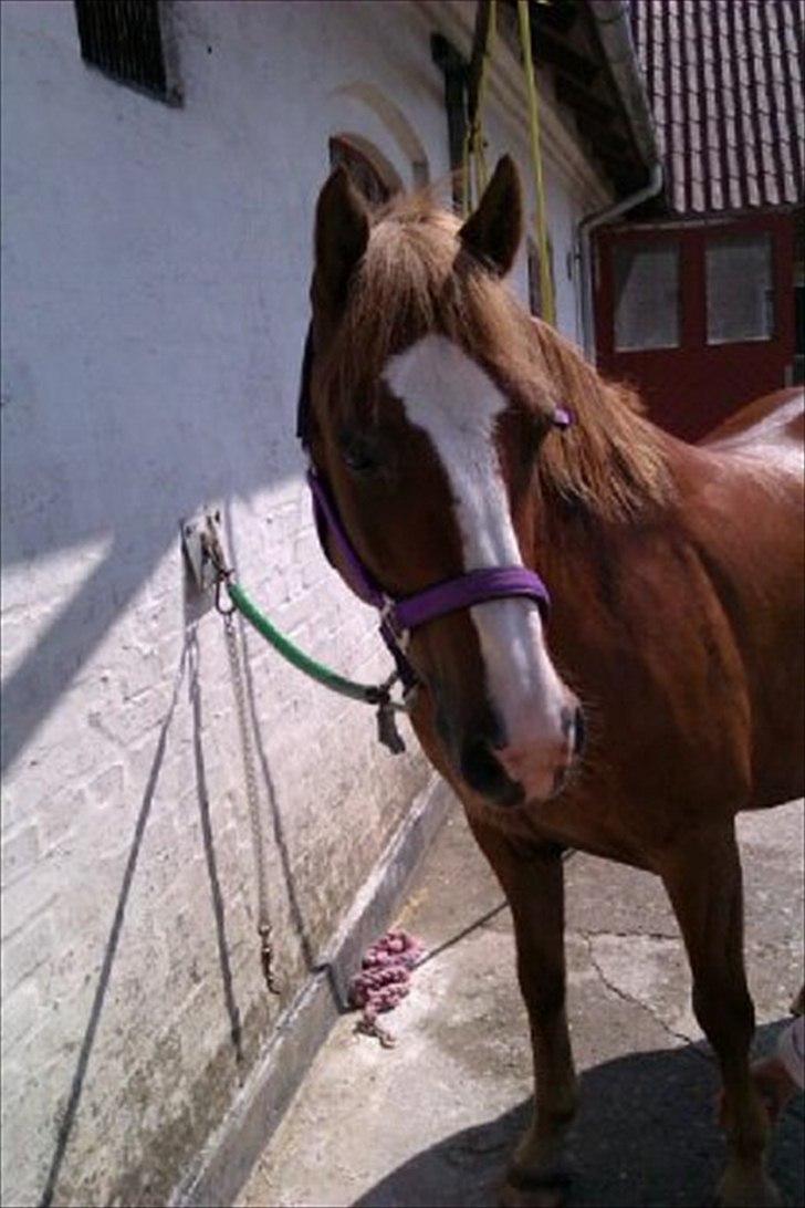 Welsh Pony af Cob-type (sec C)  Æblehavens Jacki Jarn billede 18