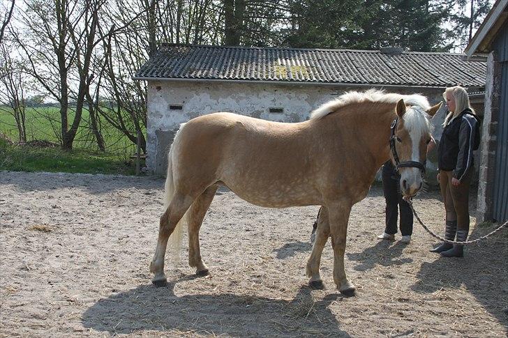 Haflinger Nette billede 14