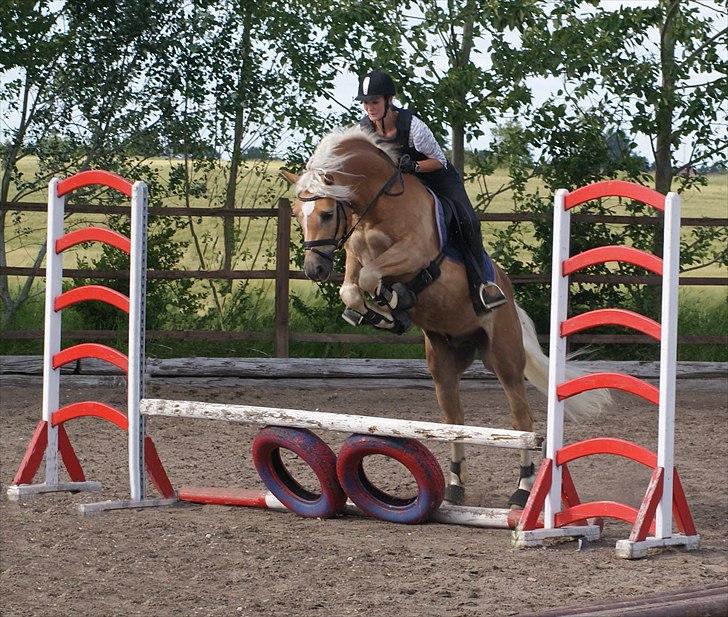 Haflinger STACHUS - Første springundervisnings time den 14 juni 2011.
Det var bare super sjovt! Fotograf: Min mor billede 14