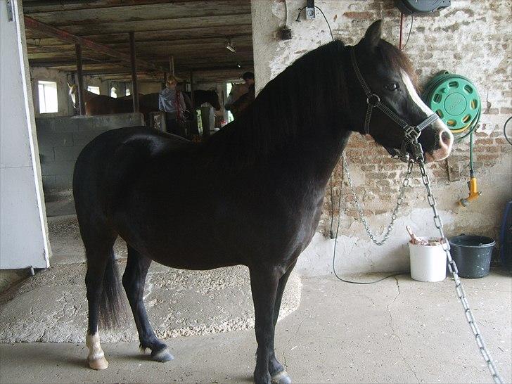 Welsh Mountain (sec A) Surprising Sophia billede 20