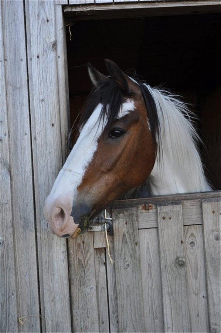 Anden særlig race tiger (rideskole hest) - foto: mig:) billede 1